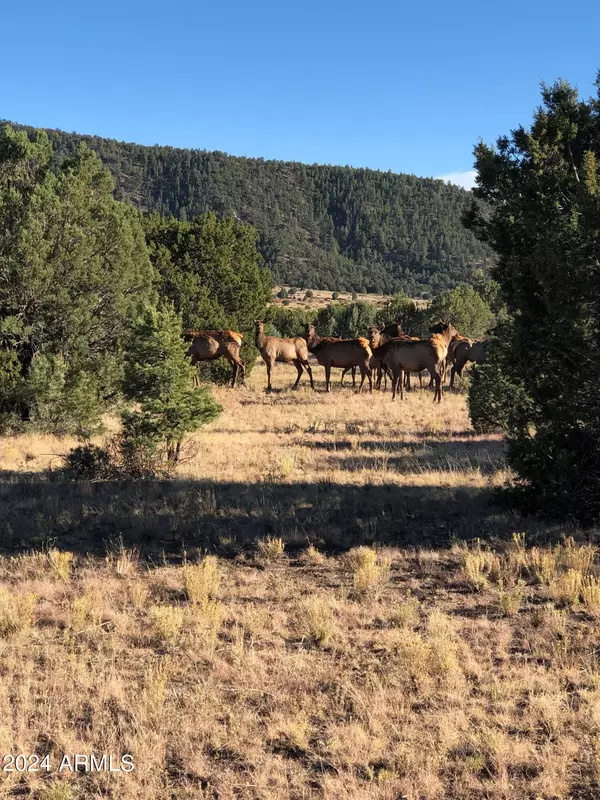 Nutrioso, AZ 85932,2 COUNTY ROAD N2331 -- #-