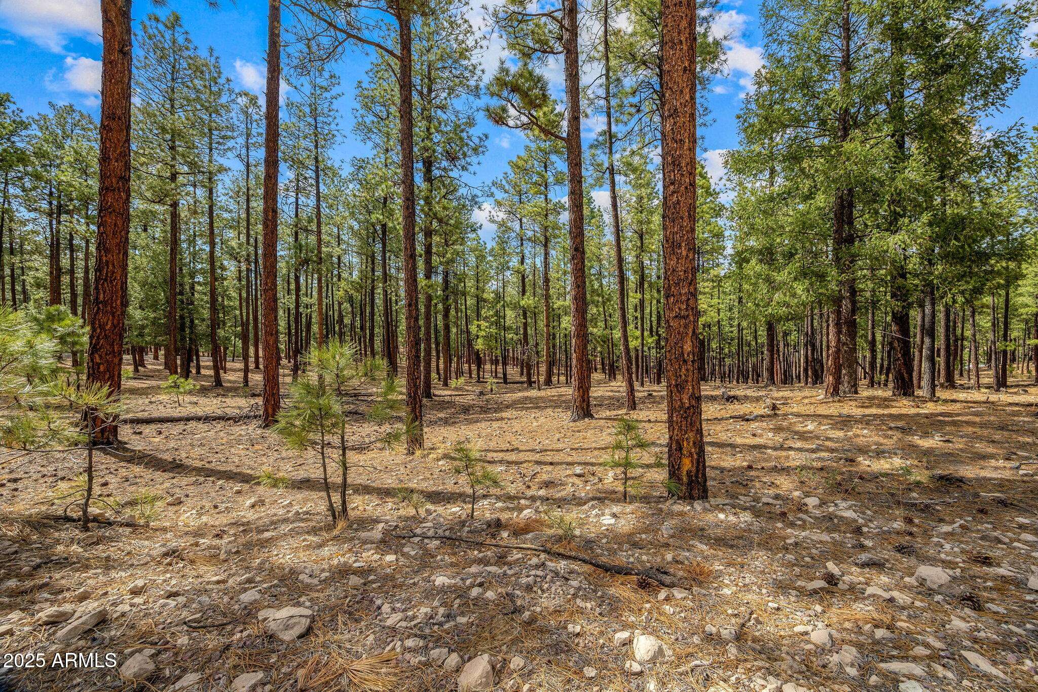 Alpine, AZ 85920,CR2325 -- #-
