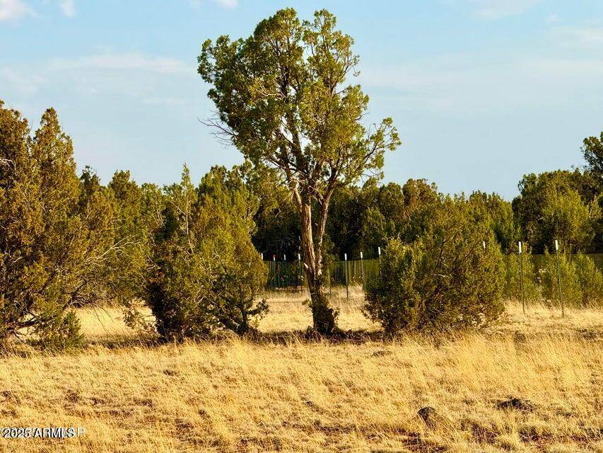 Show Low, AZ 85901,2288 Sitgreaves Street #-