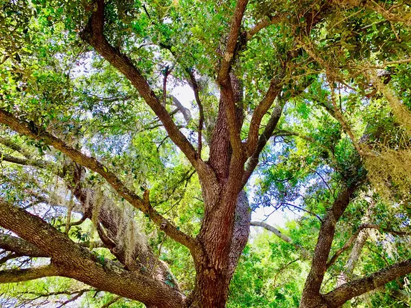 Edisto Island, SC 29834,Peters Point Road