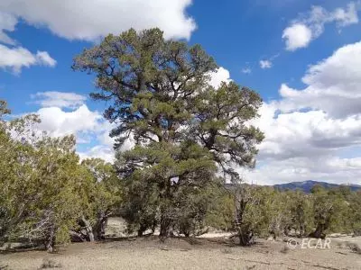 01013H026 S27 T38N R67E, Montello, NV 89835