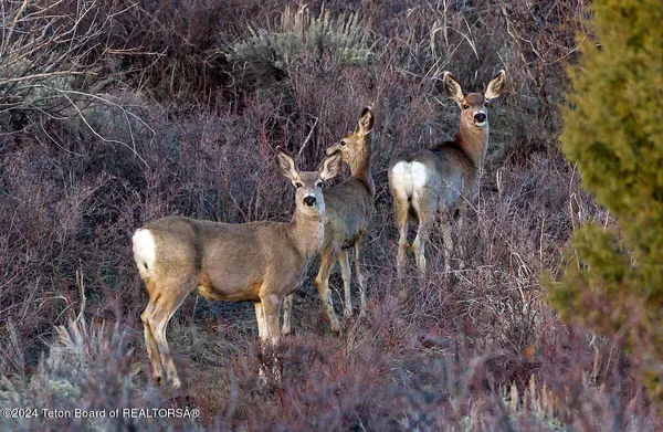 Victor, ID 83455,4 TBD MAIL CABIN Drive