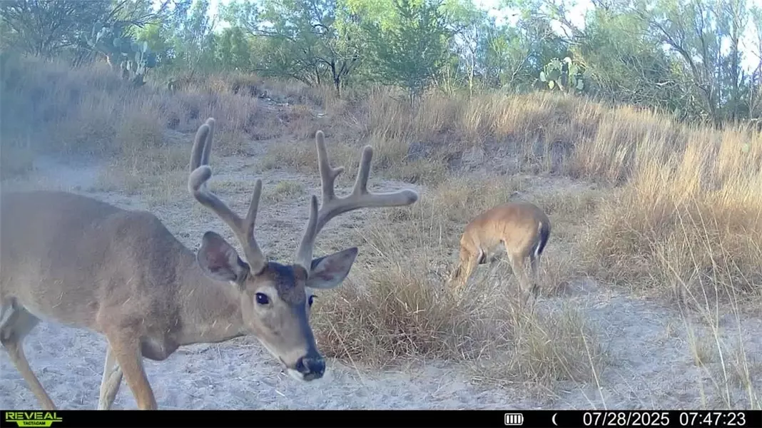 0 Cameron Lane, Fowlerton, TX 78021