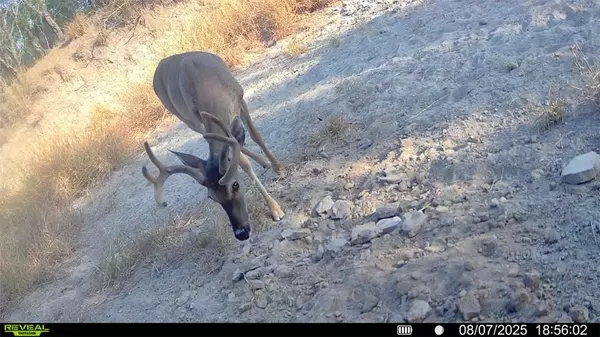 Fowlerton, TX 78021,0 Cameron Lane