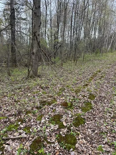 Winter, WI 54896,0 Off of Cricket Lane