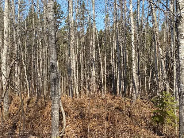 Near Bear Lake RD, Butternut, WI 54514