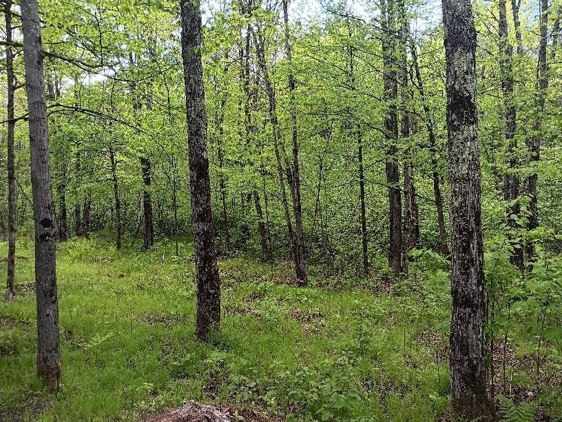 N10095 Woodland LN, Phillips, WI 54555