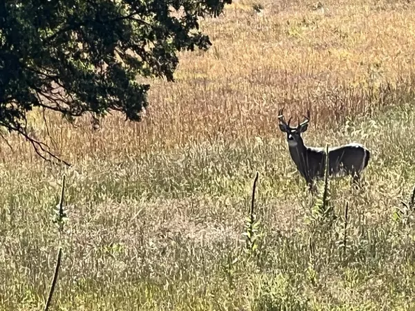 Whitewood, SD 57793,Oak