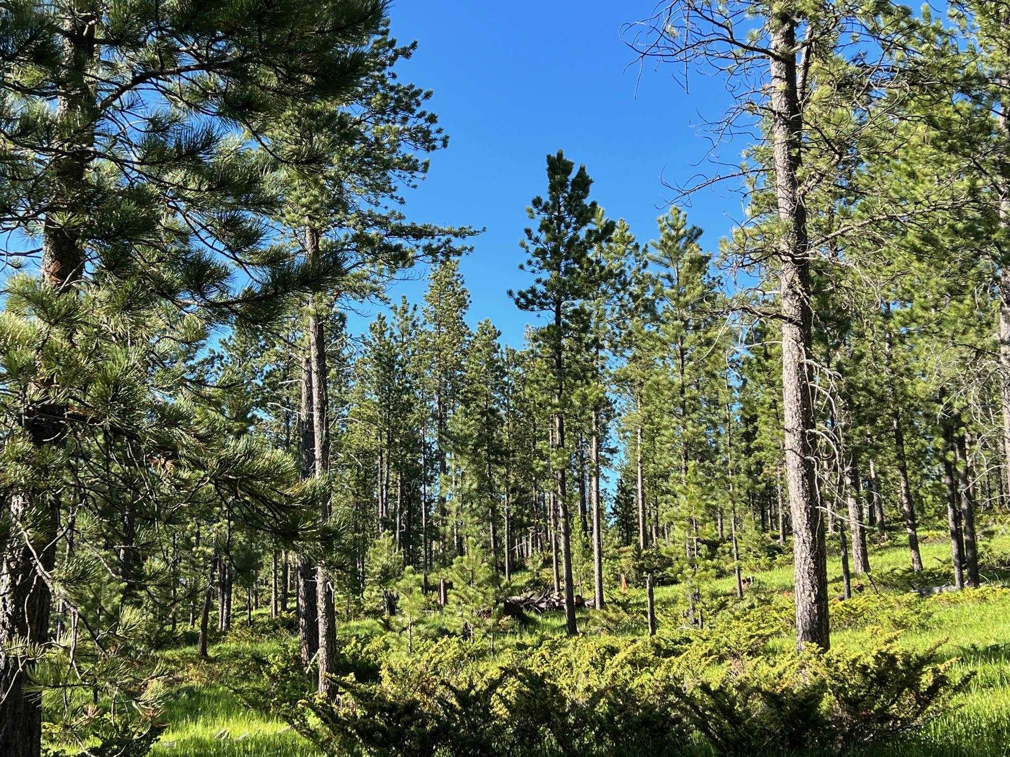Boles Canyon Road, Lead, SD 57754