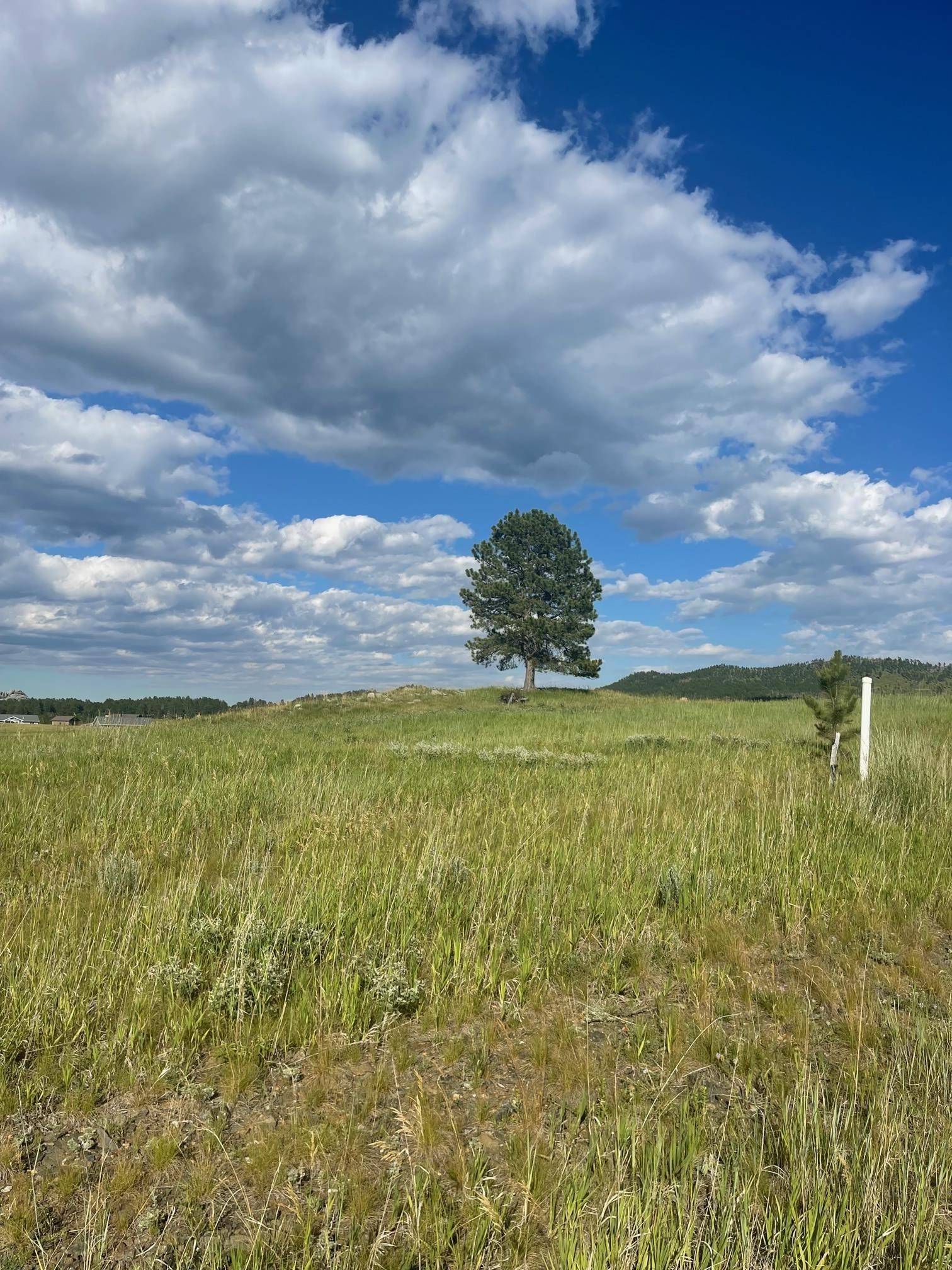 Custer, SD 57730,Park Avenue