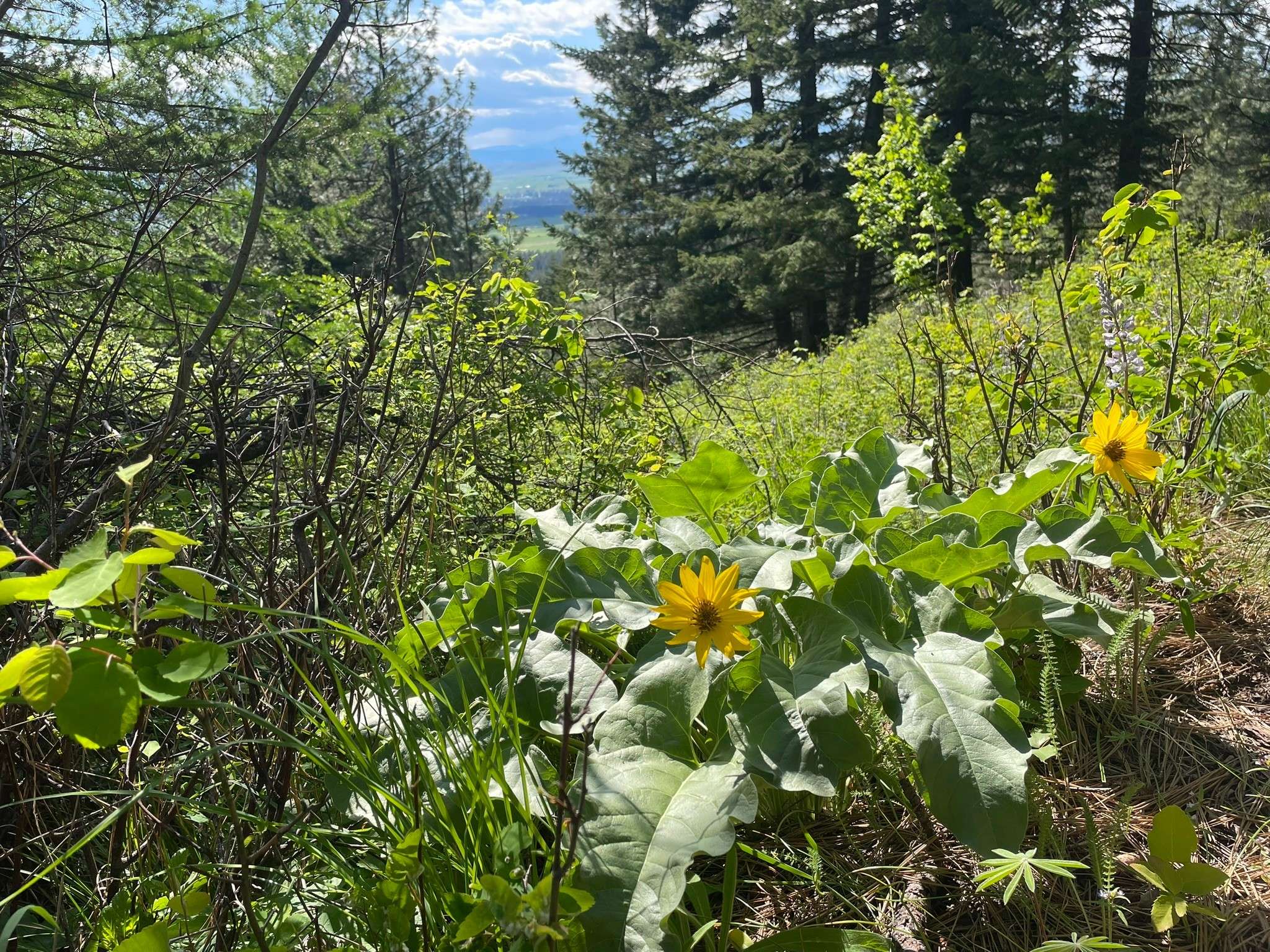 Ronan, MT 59865,NHN Addy LN
