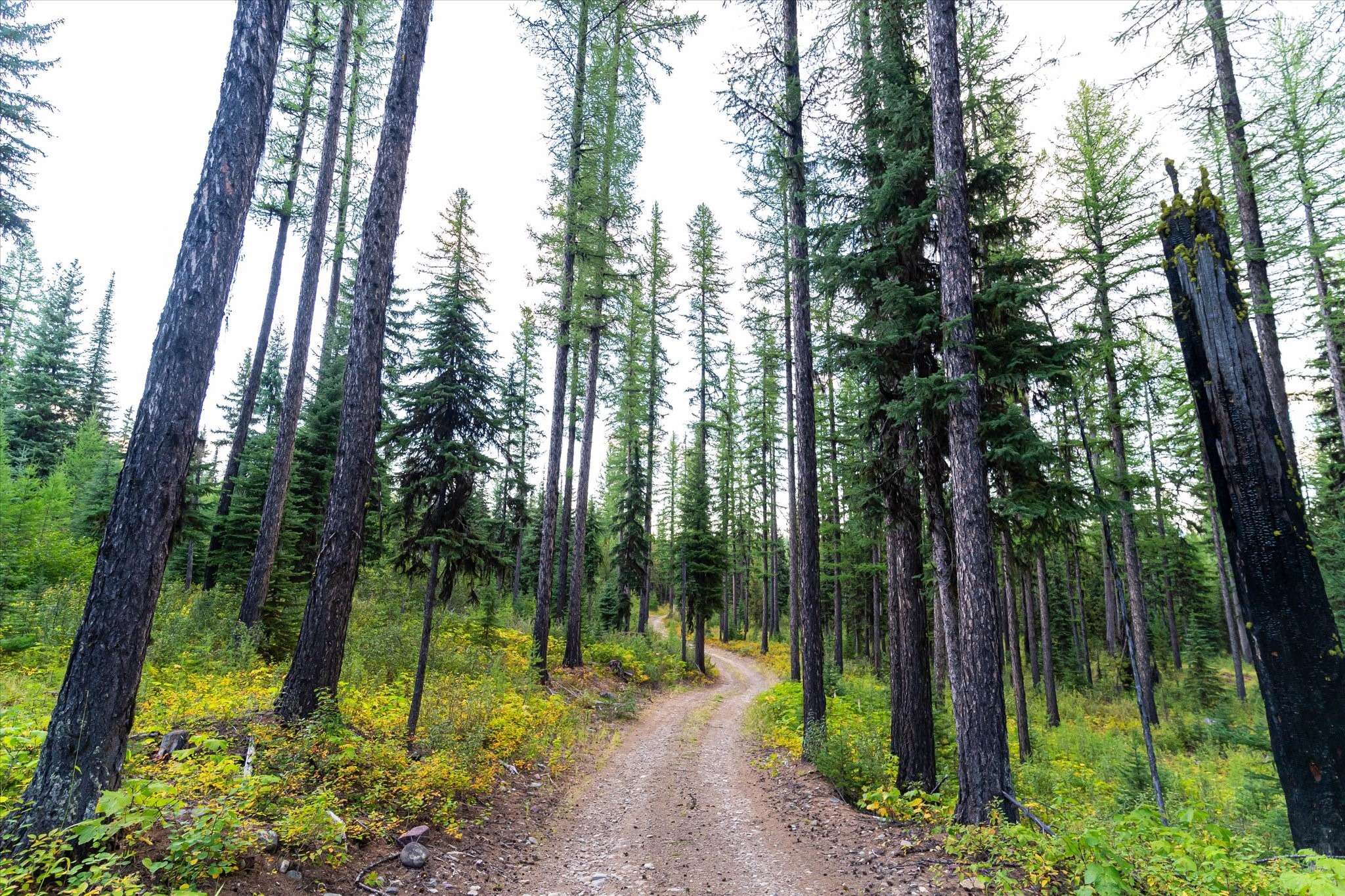 Polebridge, MT 59928,775 Trail Creek RD