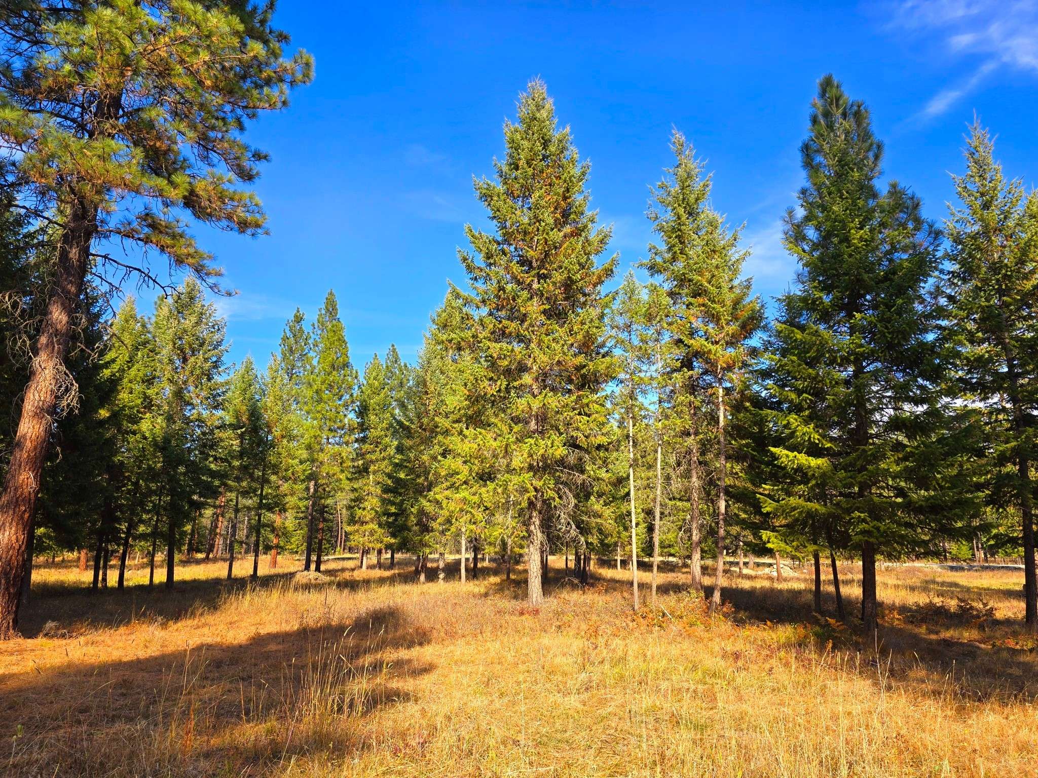 Trout Creek, MT 59874,19 Faro LN