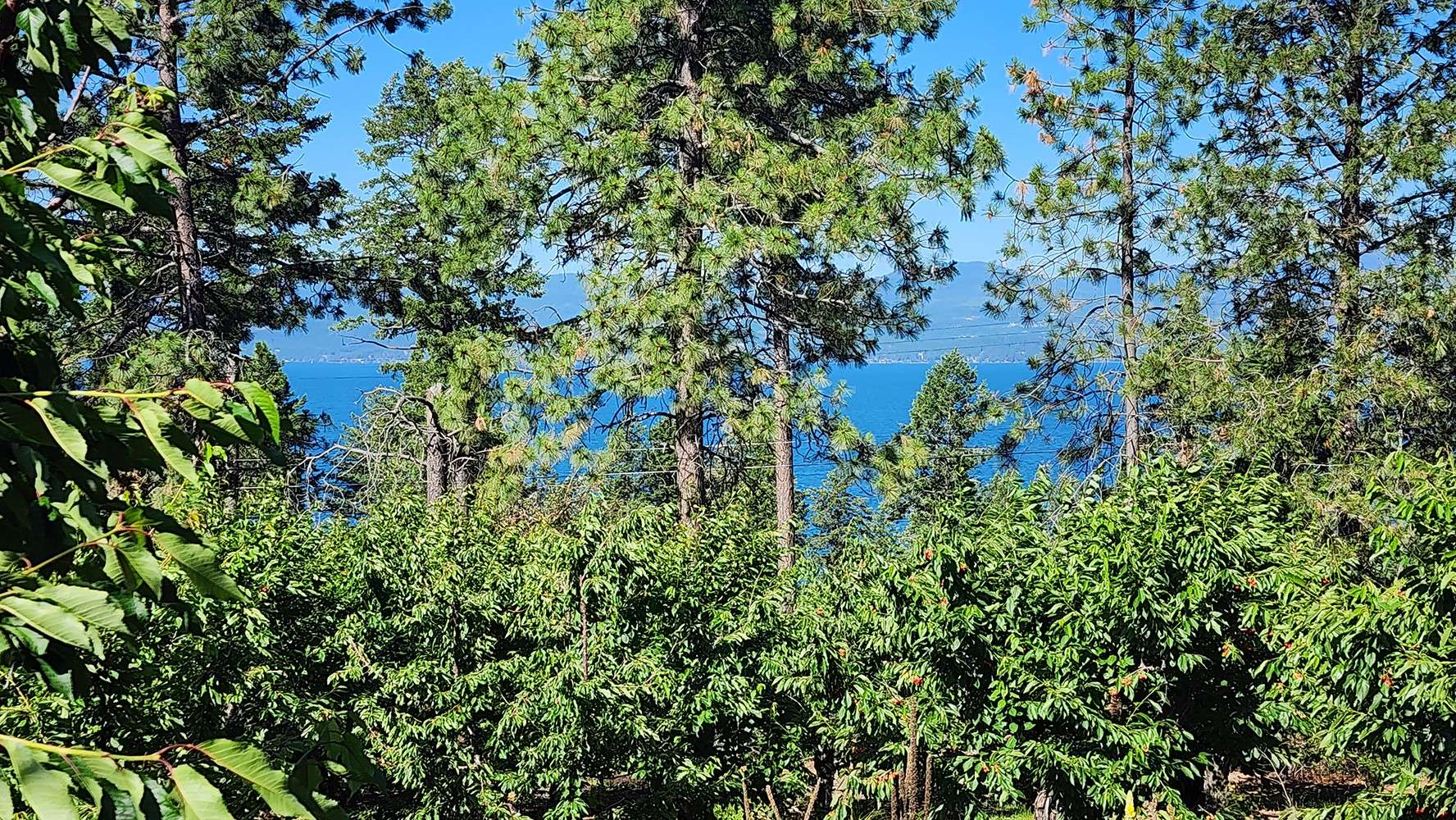Bigfork, MT 59911,nhn Sylvan DR