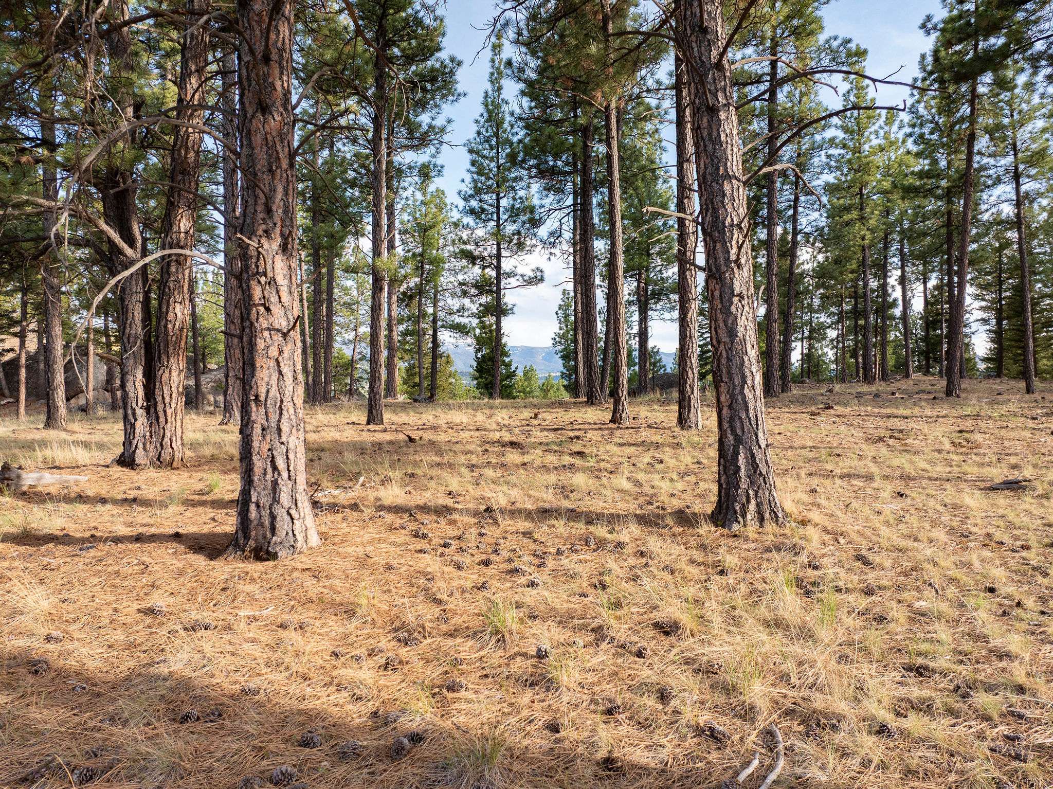 Clancy, MT 59634,TBD Leaning Tree LN