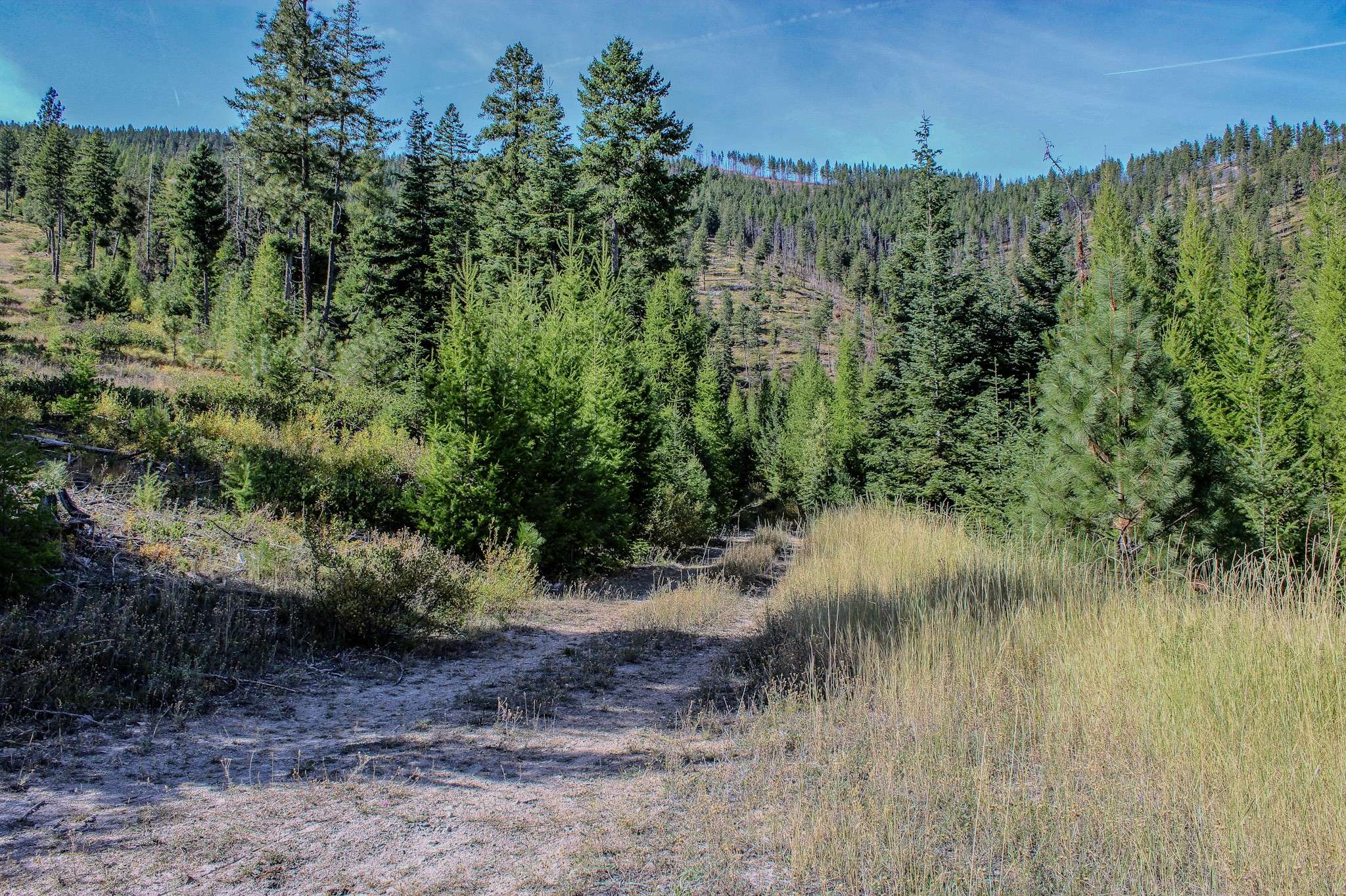 NHN W Fork Combest Creek RD, Plains, MT 59859