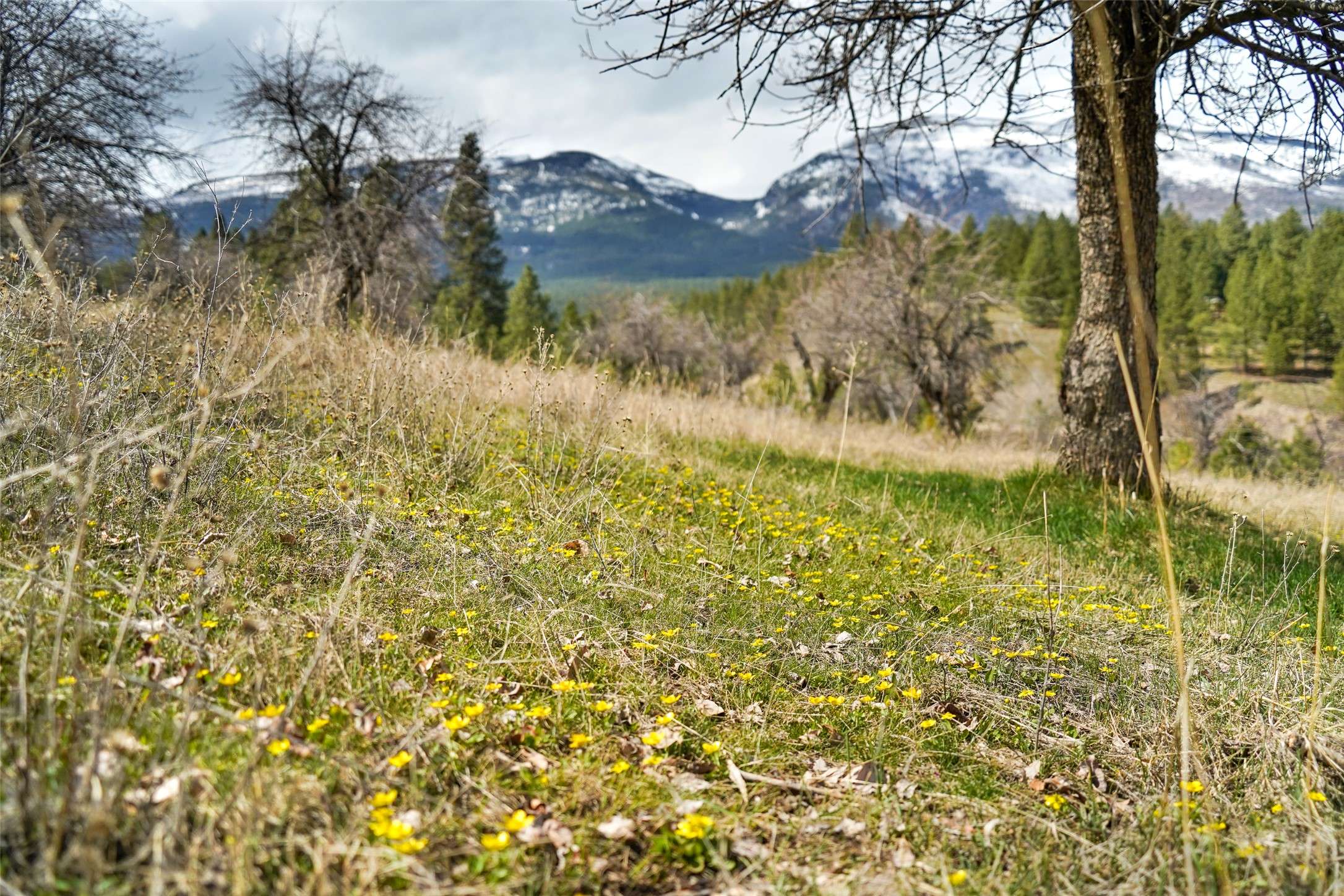 Hamilton, MT 59840,204 Camas Orchard TRL