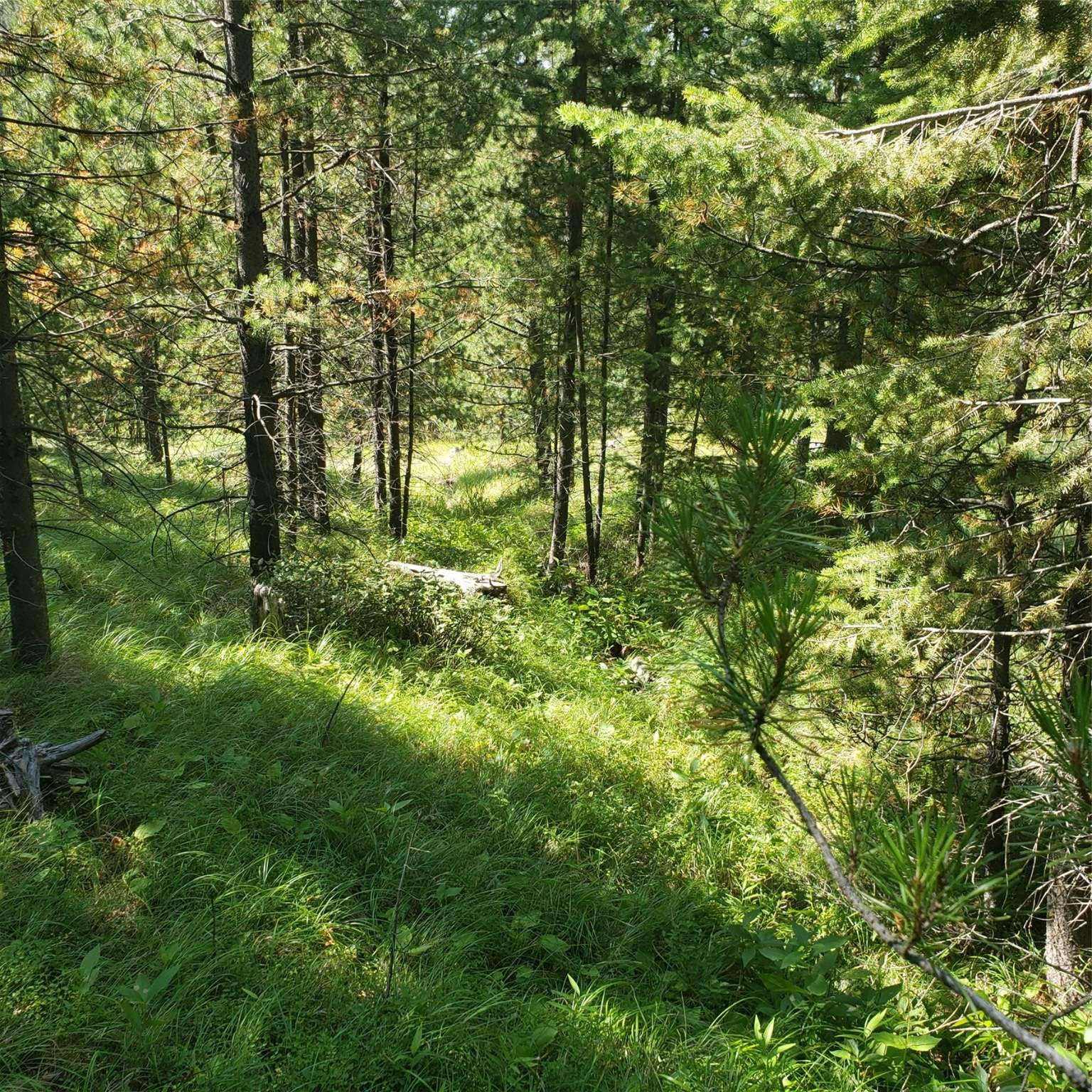 Philipsburg, MT 59858,190 S Granite RD