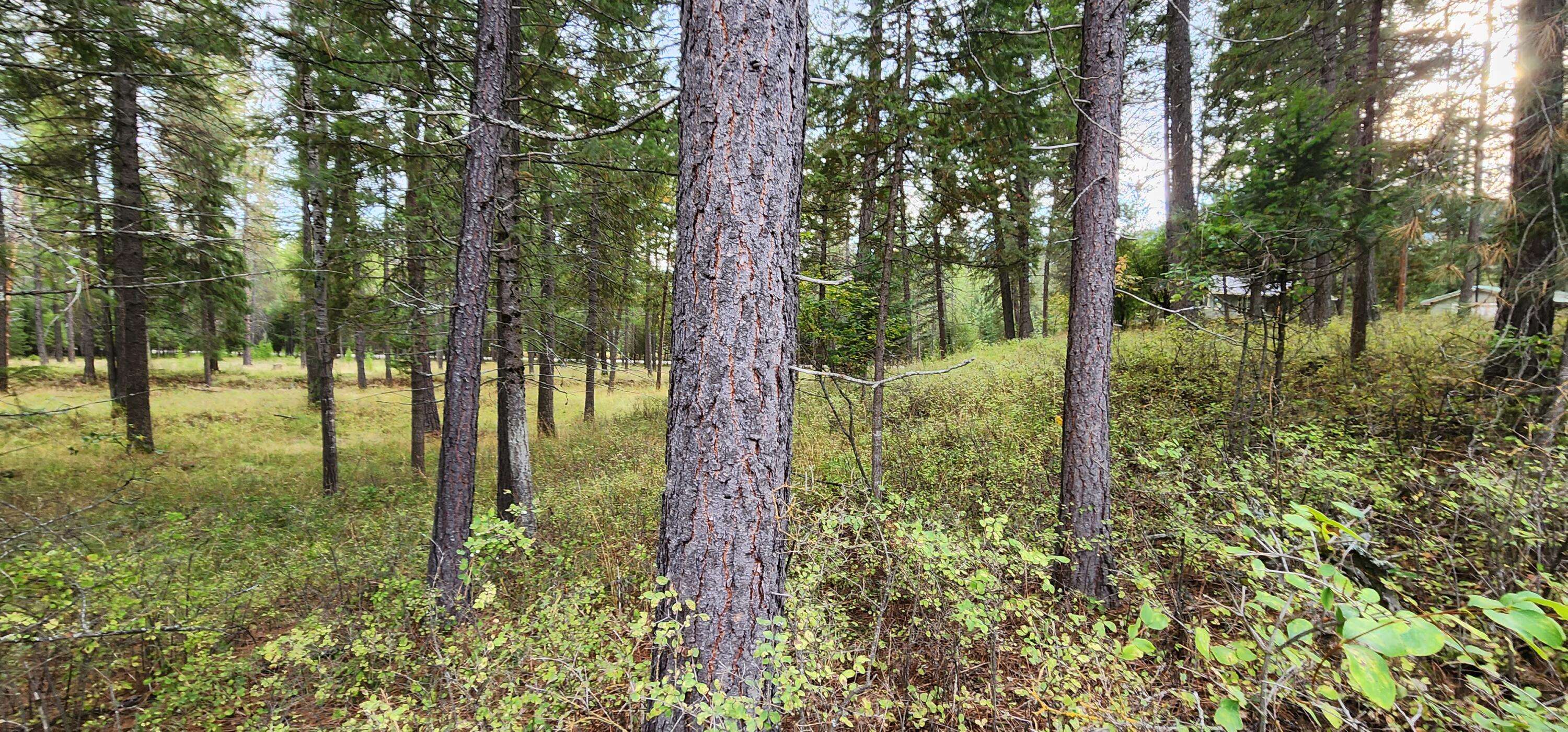 3100 Kootenai River RD, Libby, MT 59923