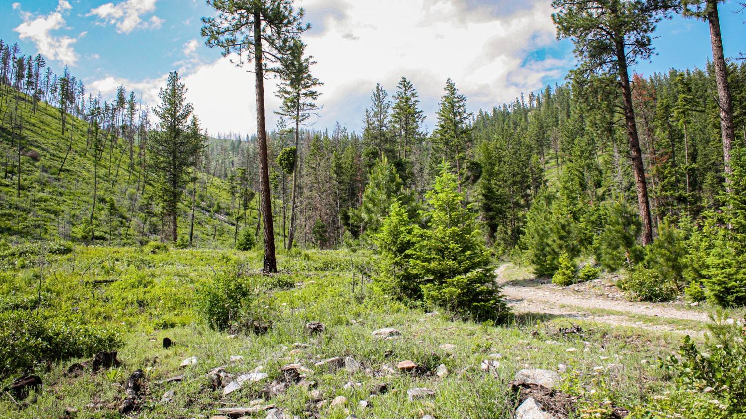 Plains, MT 59859,Nhn Swamp Creek Hunting Ranch