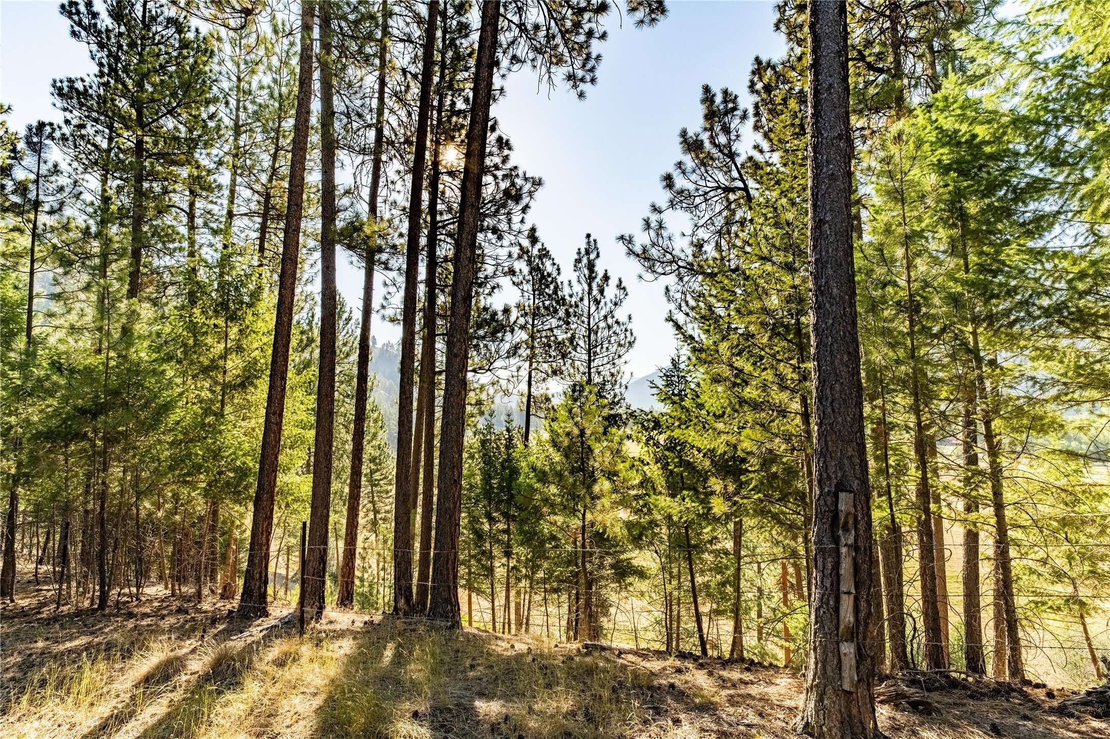 Clinton, MT 59825,14297 Caddisfly CT