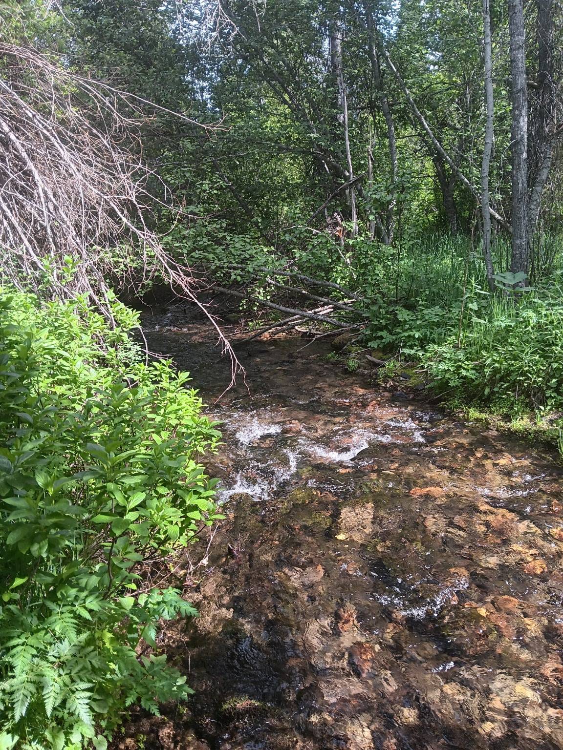 732 Upper Cotton LN, De Borgia, MT 59830