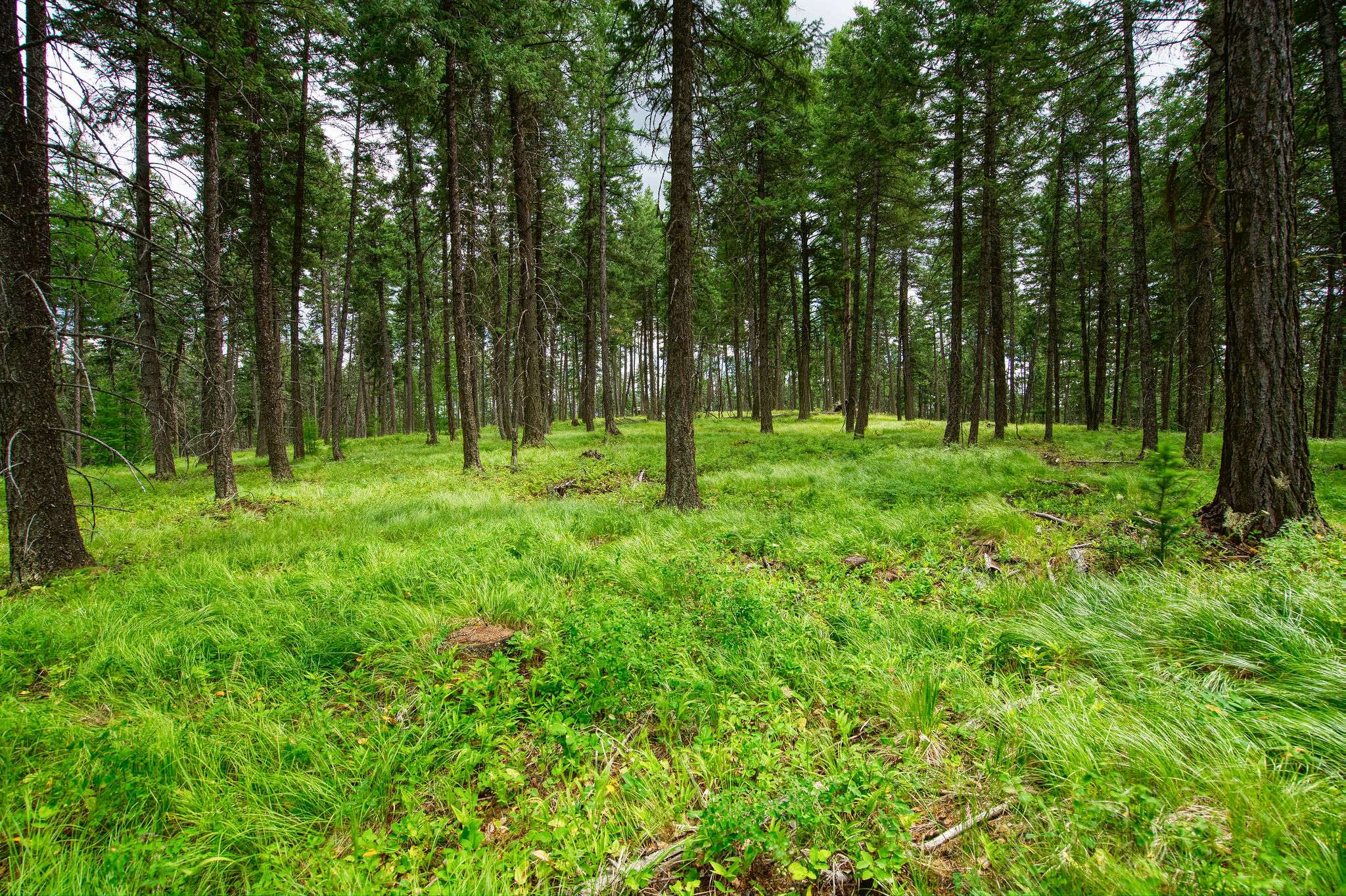 Whitefish, MT 59937,142 Rosewood LN #Lot 18