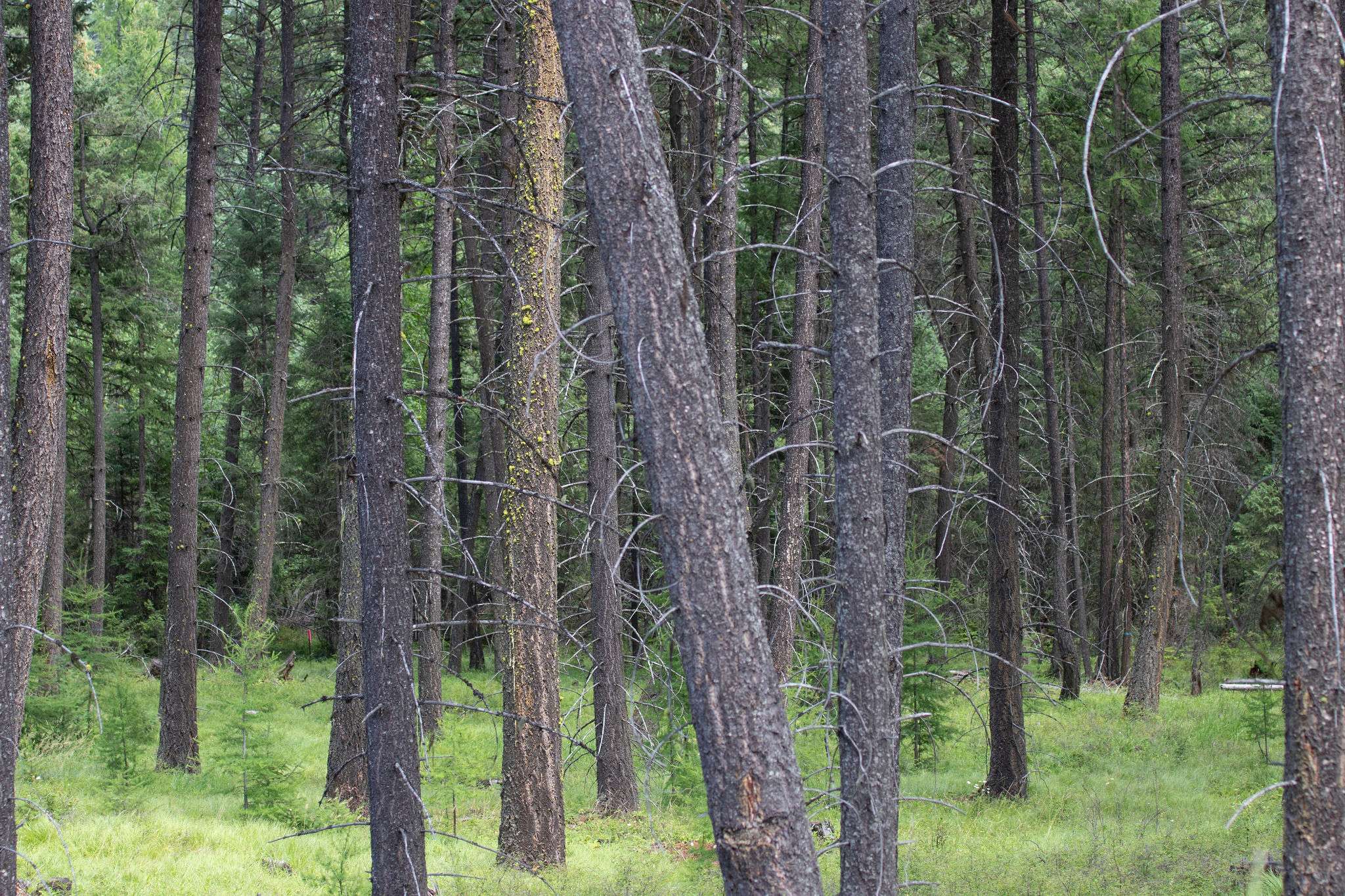 Whitefish, MT 59937,161 Rosewood #Lot 10