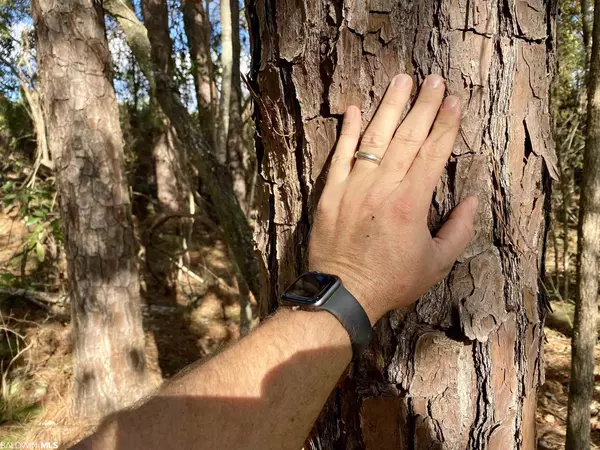 Chatom, AL 36518-6702,0 County Road 19