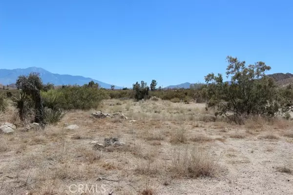 Morongo Valley, CA 92256,0 Mesquite