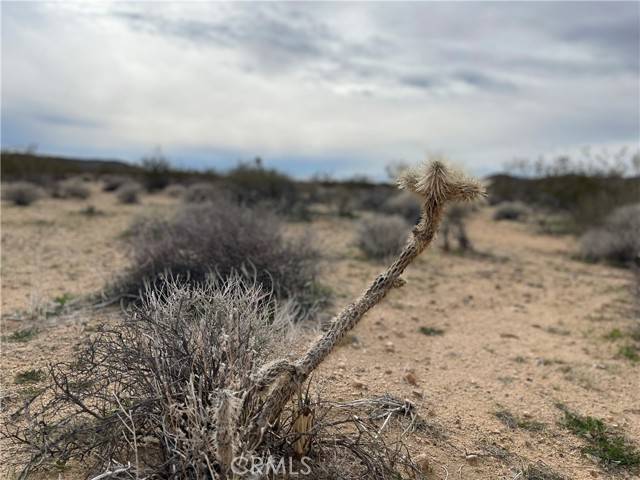 Joshua Tree, CA 92285,0 Willies WAY