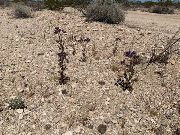 Joshua Tree, CA 92252,0 Sunny Sands DR