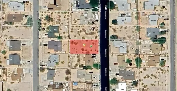 Twentynine Palms, CA 92277,0 Lupine