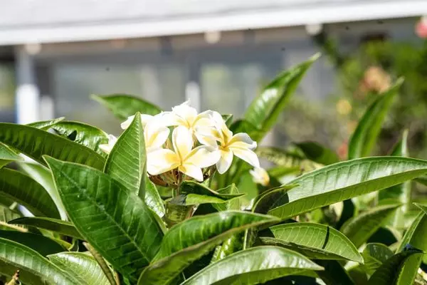 Fallbrook, CA 92028,535 Minnesota