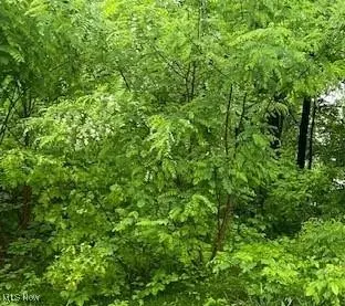 Lake Milton, OH 44429,Lundys LN