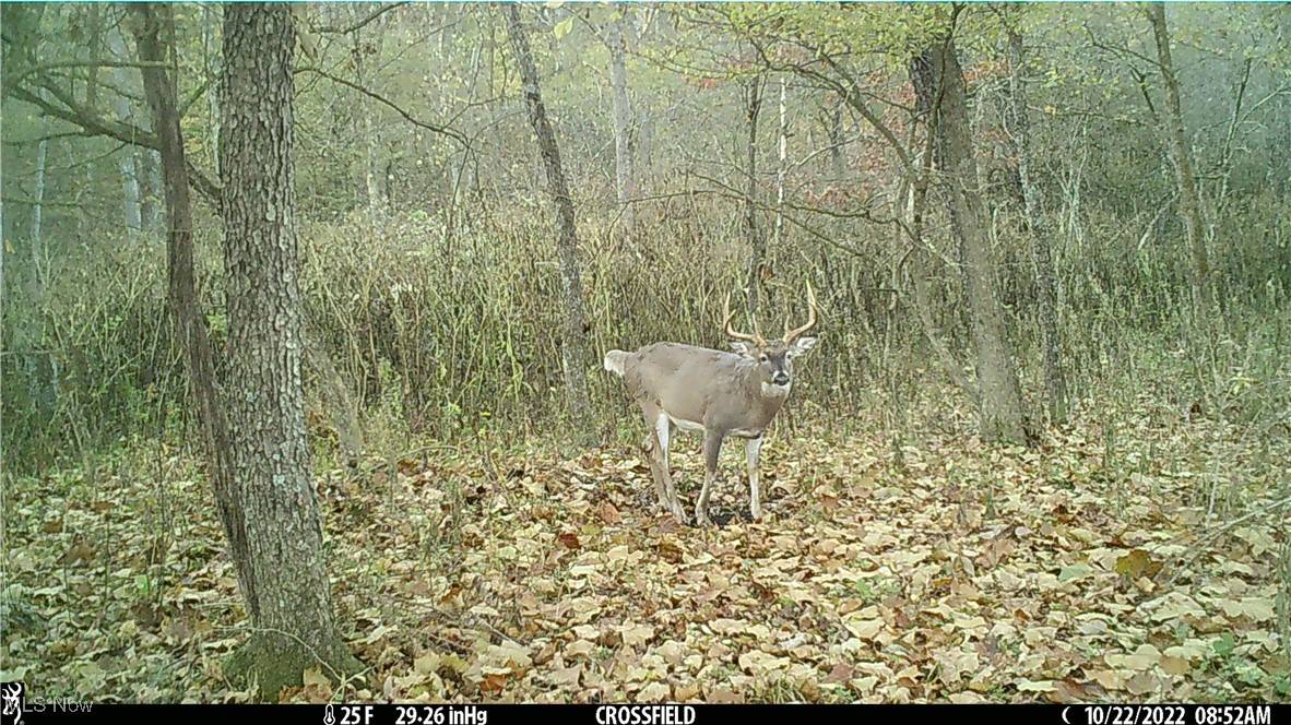 Salineville, OH 43945,Hazel Run RD
