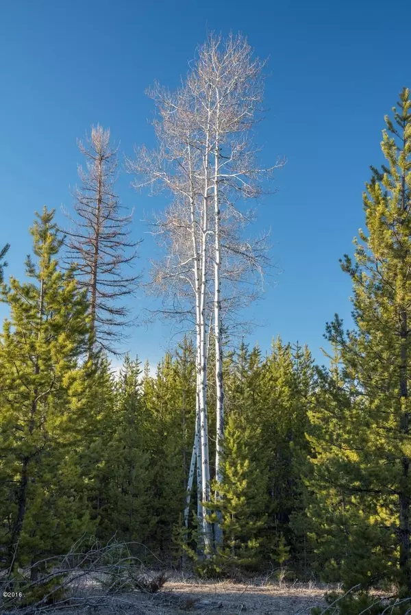 Condon, MT 59826,Lot 1 Cougar Run-Kraft Creek RD