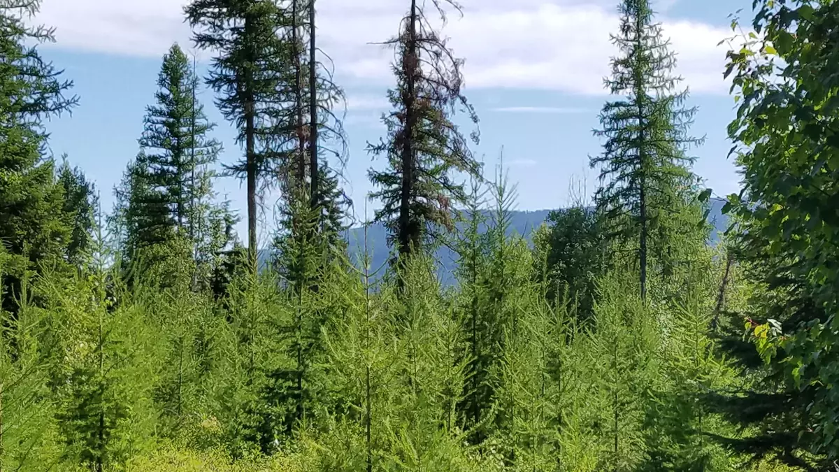 Bigfork, MT 59911,Lot 22 Big Rock WAY