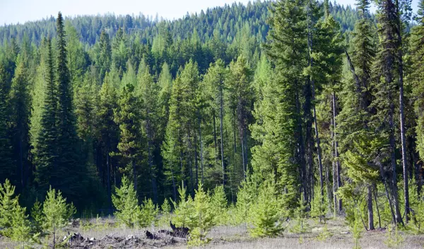 Trego, MT 59934,Parcel B Edna Creek RD