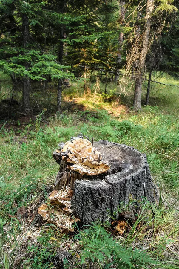 Thompson Falls, MT 59873,Nhn Blue Slide RD