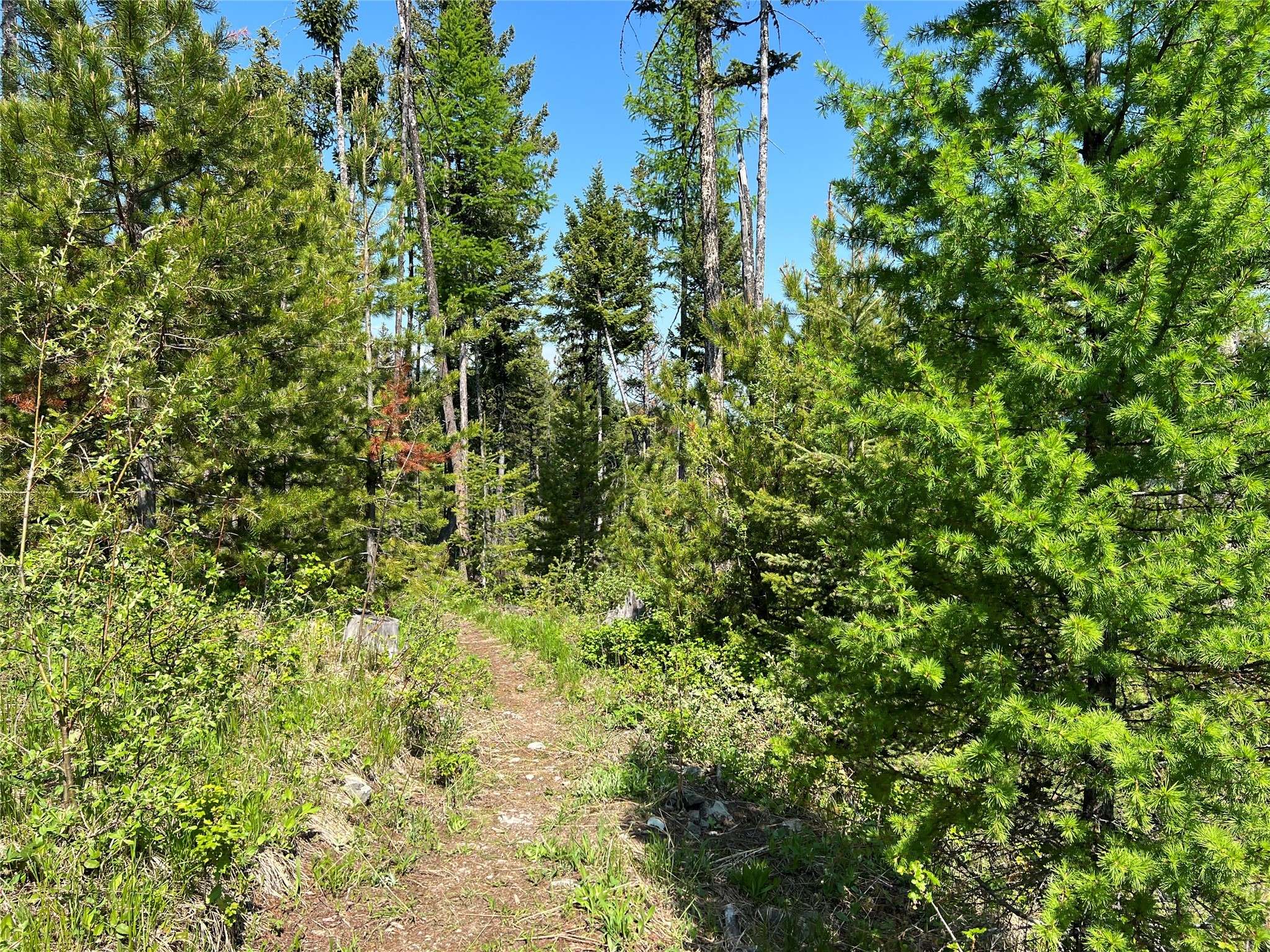 Kalispell, MT 59901,Nhn Emmons Canyon RD