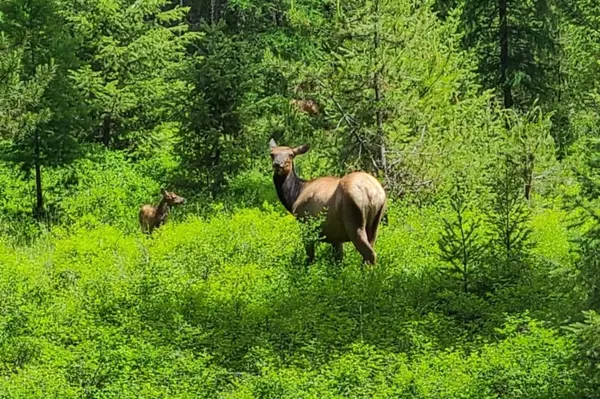 Trego, MT 59934,NHN Iron Lord RD