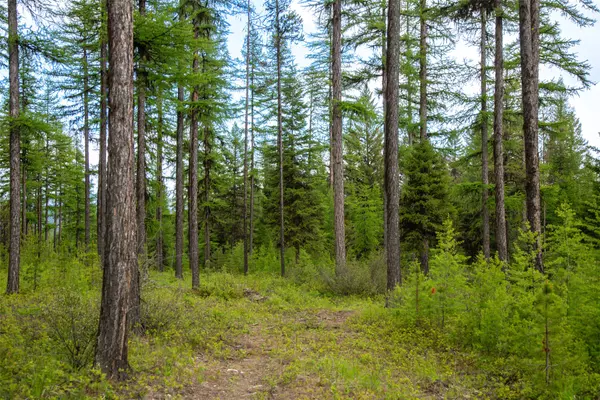 Whitefish, MT 59937,TBD Elkhorn Ranch RD