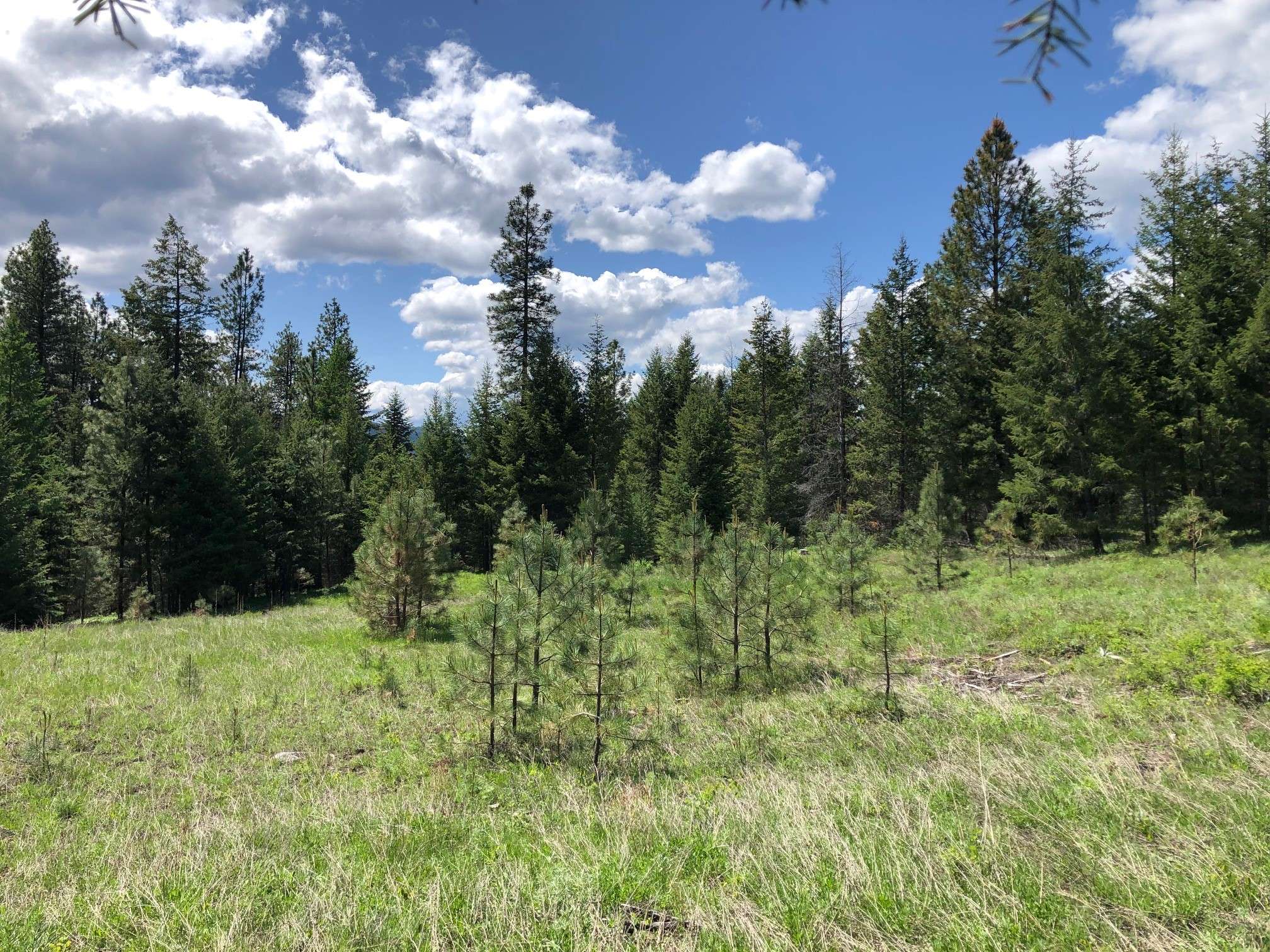 Libby, MT 59923,1 Cripple Horse Creek RD