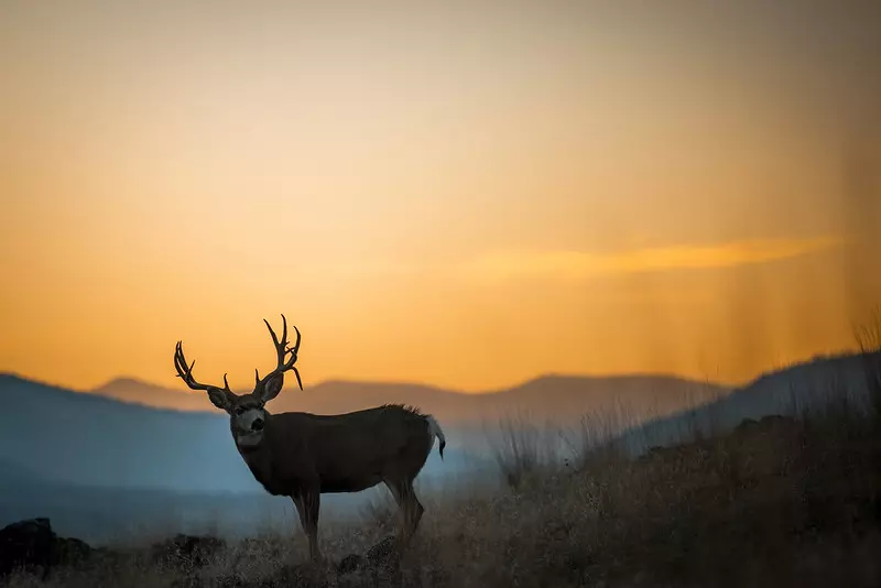 Dayton, MT 59914,44625 Wild Horse Island LN