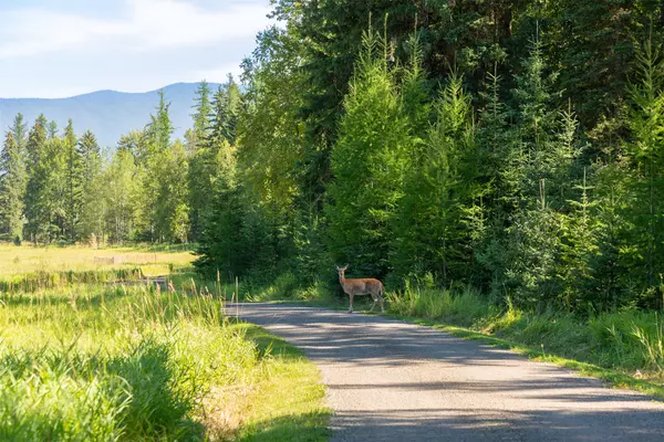 Whitefish, MT 59937,1800 E Edgewood DR