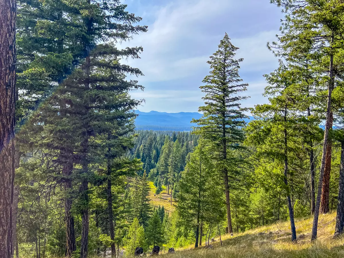 Seeley Lake, MT 59868,NHN Black Bear CT
