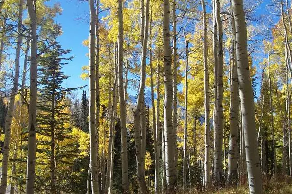 Telluride, CO 81435,75 SADDLE HORN LN