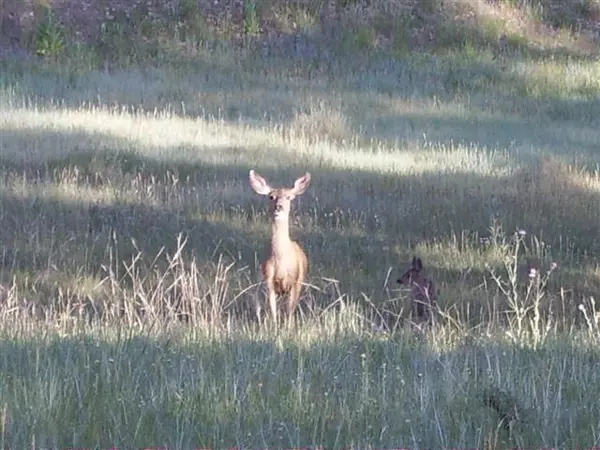 Ridgway, CO 81432,211 S Badger TRL