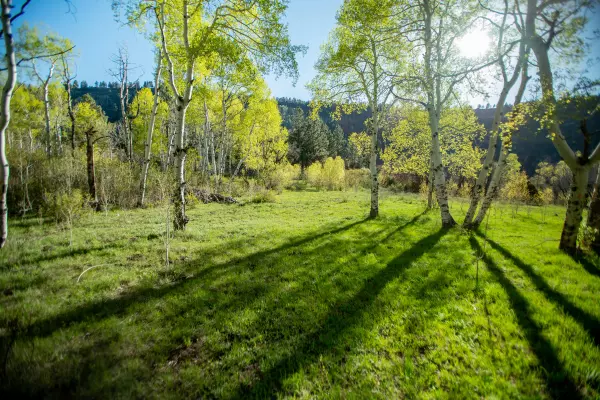 Placerville, CO 81430,TBD M44 RD